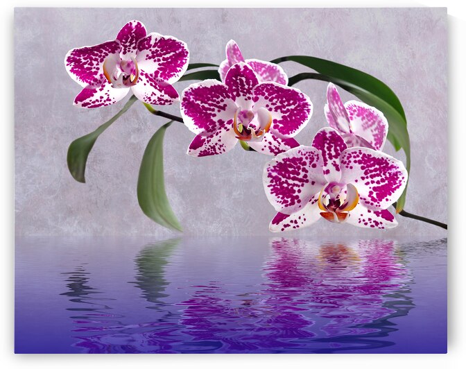 Deep Pink Orchid Reflections by Gill Billington