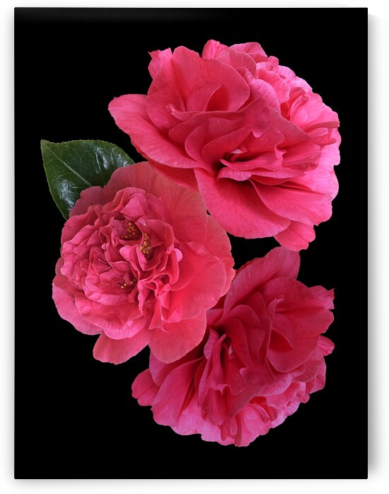Pink Camelia on Black Vertical by Gill Billington
