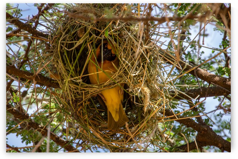 Southern Masked Weaver by Adel B Korkor