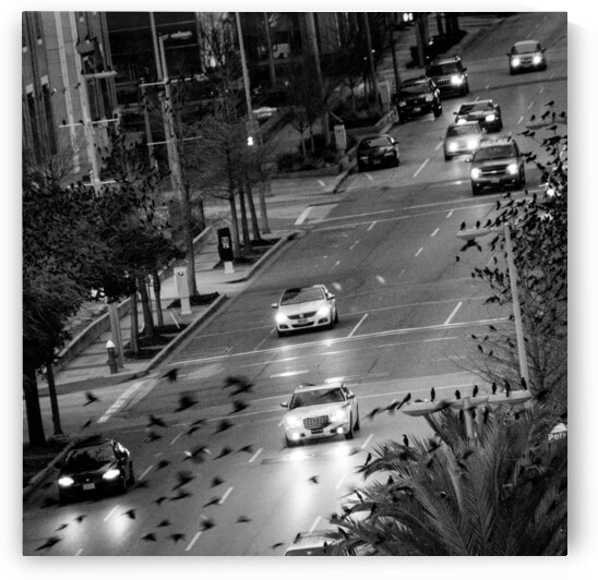birds fly over la branch street  square 919 Birds by Black And White
