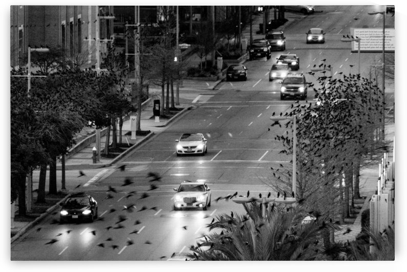 birds fly over la branch street  horizontal 919 B by Black And White