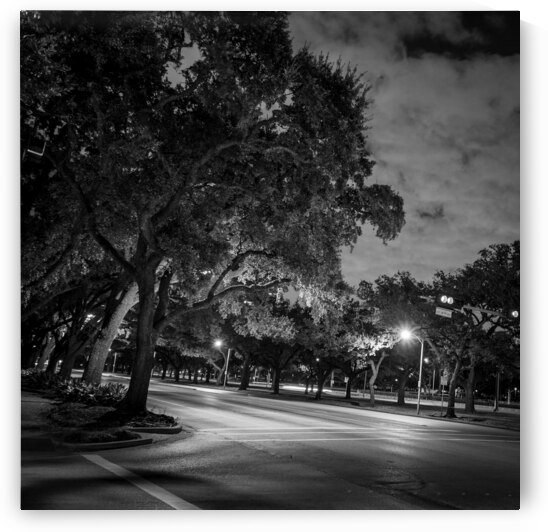 rice university main and fanin intersection  squa by Black And White