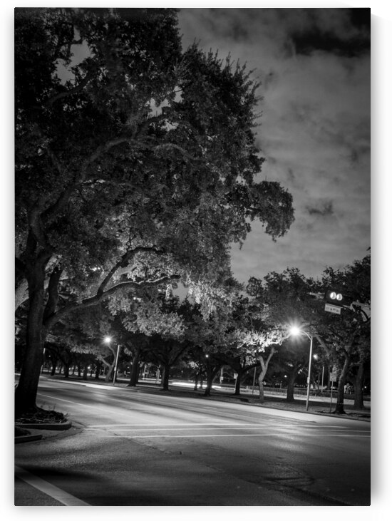 rice university main and fanin intersection  vert by Black And White