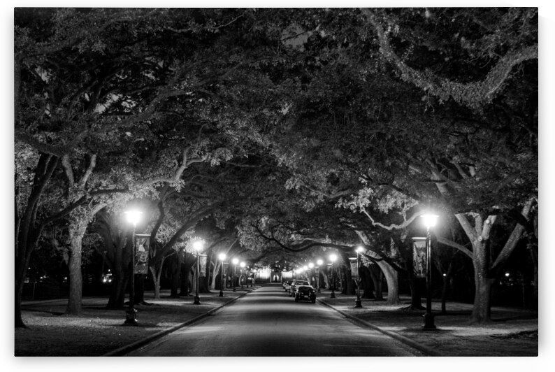 rice university at night  horizontal 938 Rice 13k by Black And White