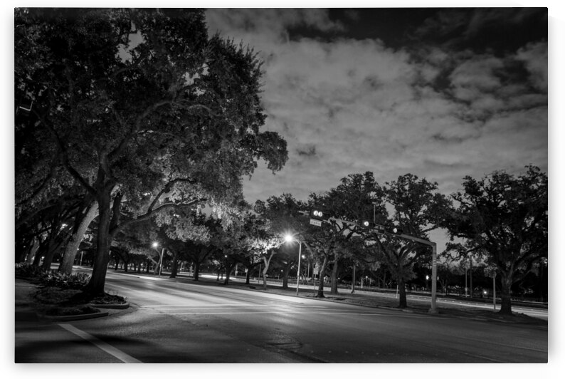 rice university main and fanin intersection  hori by Black And White