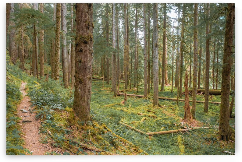 Mossy Forrests of the Olympics by Brad Millett Photography