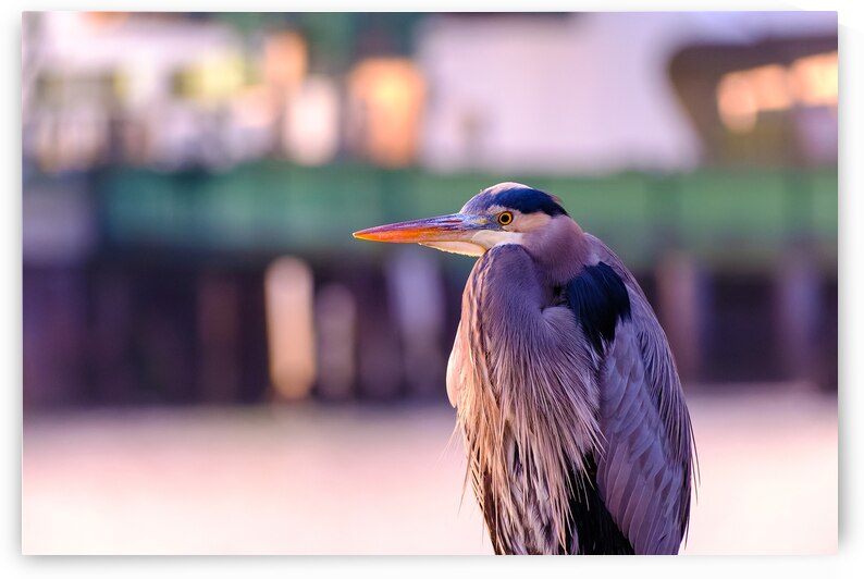 Blue Heron in the Morning by Brad Millett Photography