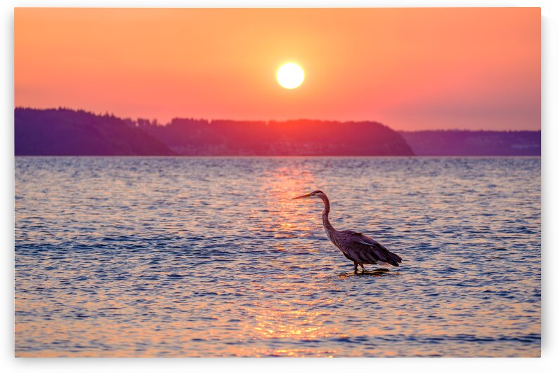 Blue Heron Sunrise by Brad Millett Photography