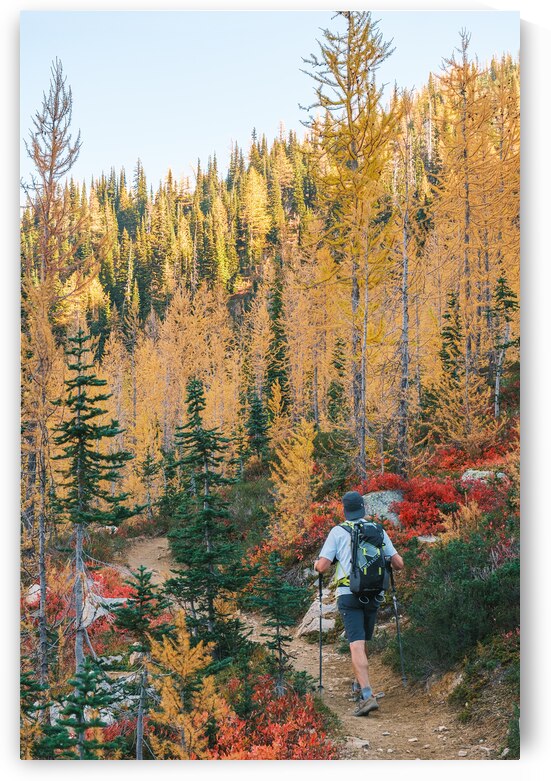 Into the Larches by Brad Millett Photography
