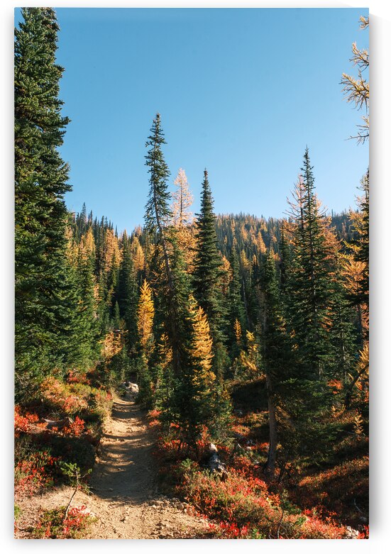 Larch Trail by Brad Millett Photography