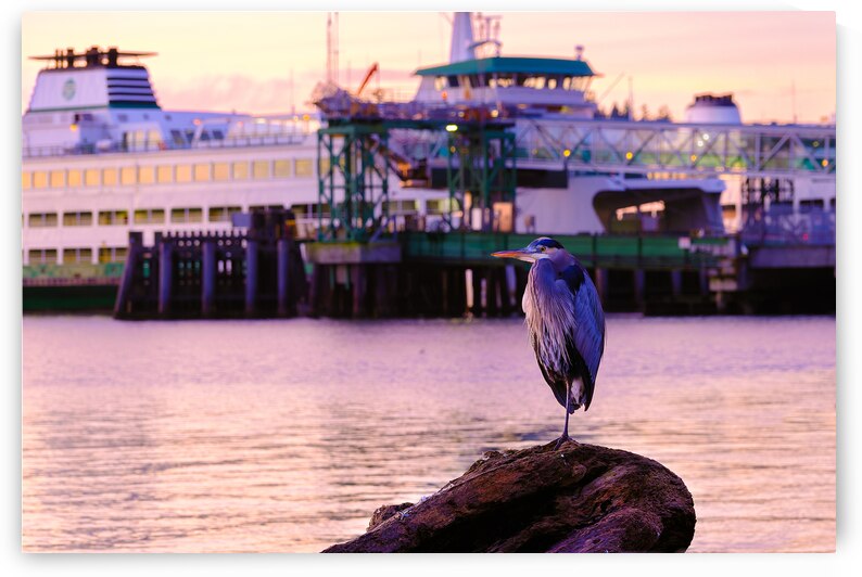 Blue Heron with Kingston Ferry by Brad Millett Photography