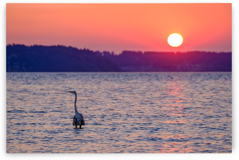 Blue Heron Sunrise 2 by Brad Millett Photography