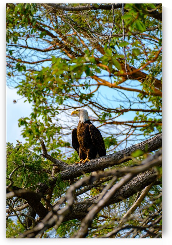 Bald Eagle in the Madrone Tree by Brad Millett Photography