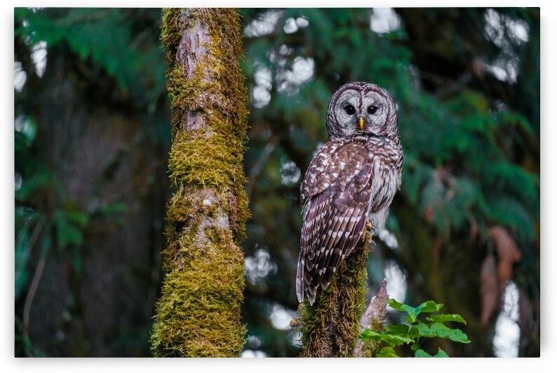Bard Owl by Brad Millett Photography