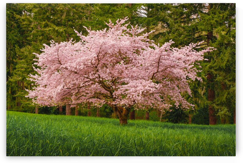 Cherry Blossoms by Brad Millett Photography