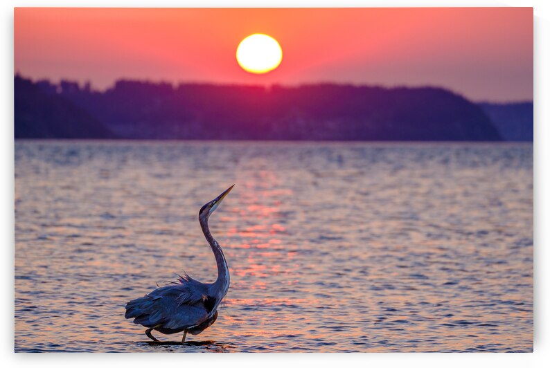 Blue Heron Strutting by Brad Millett Photography
