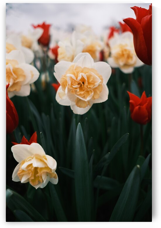 Daffodil by Brad Millett Photography