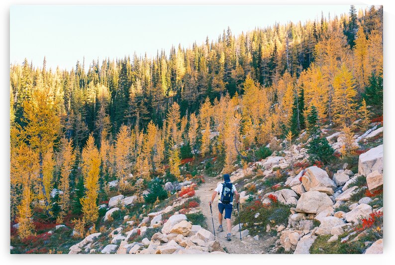 Larch Adventure by Brad Millett Photography