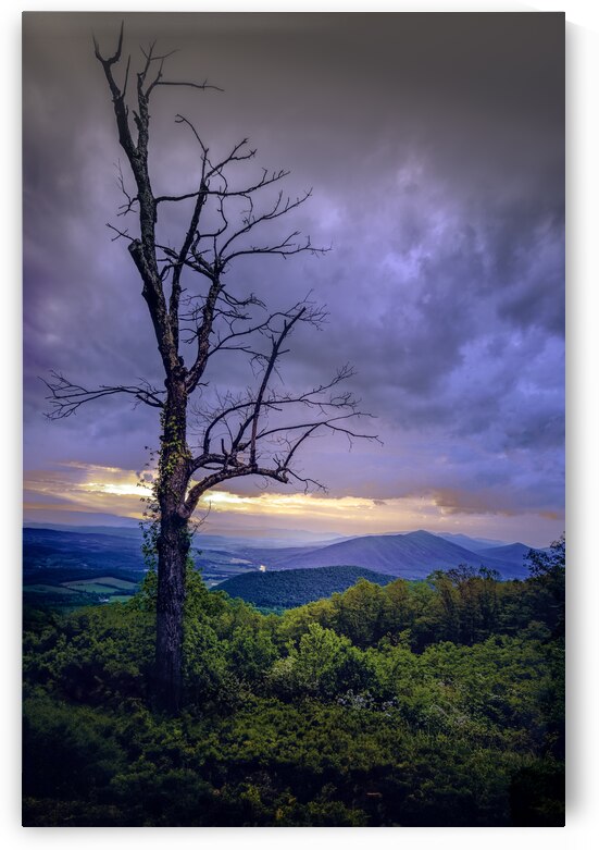 Mills Gap Tree Still Standing Tall by Norma Brandsberg Photography