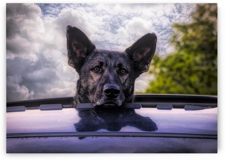 Along for the Ride by Norma Brandsberg Photography