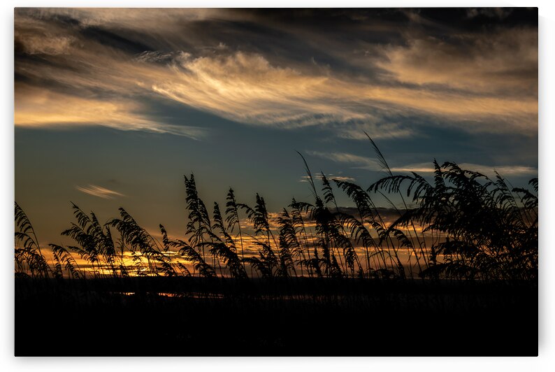 Hilton Head Beach Sea Oats by Norma Brandsberg Photography