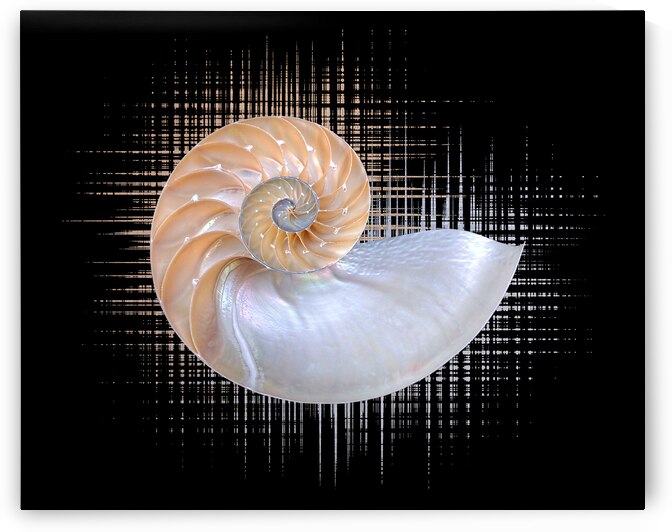 Nautilus Seashell Abstract by Gill Billington