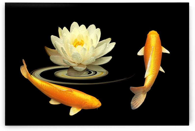 Circle of Life - Koi Carp with Water Lily by Gill Billington