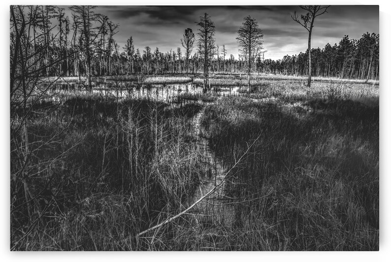 Pathway Through the Marsh by Norma Brandsberg Photography