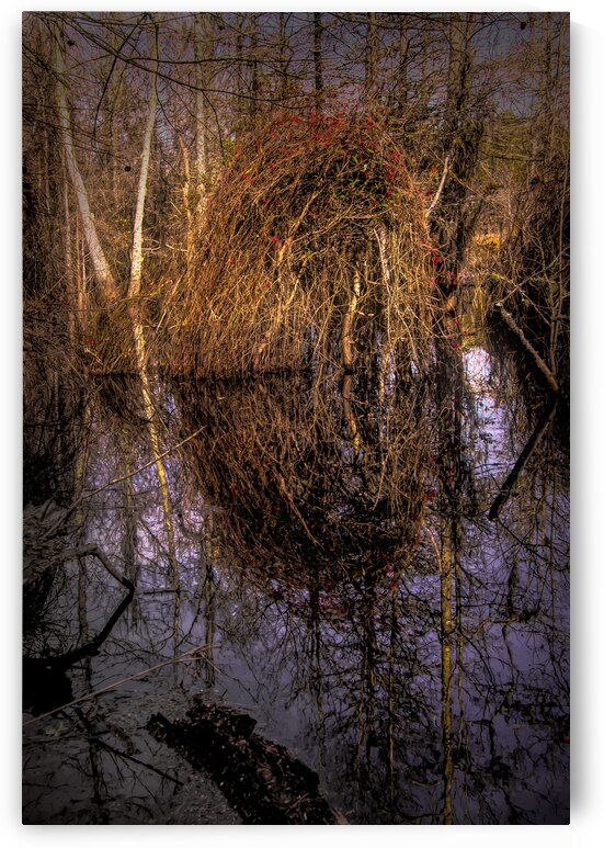 Marsh Colors of Winter by Norma Brandsberg Photography