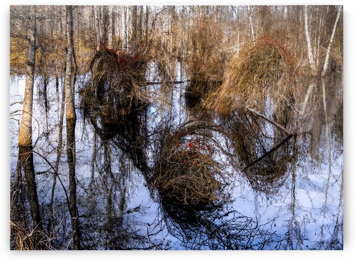The Golden Triumvirate by Norma Brandsberg Photography