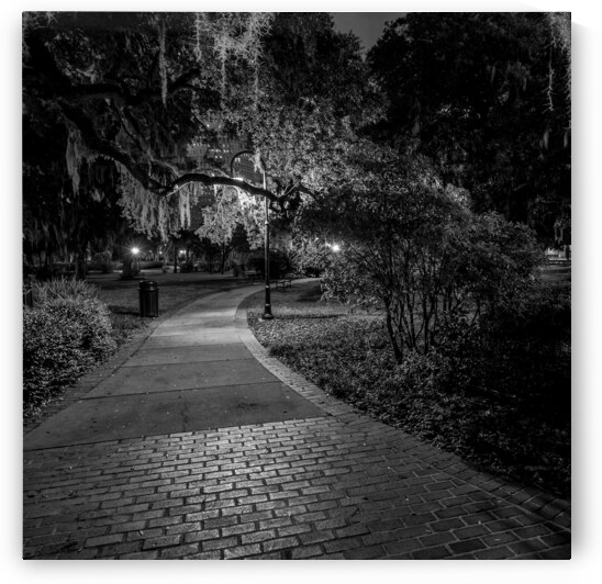spanish moss plant museum  square 1116 Spanish 13 by Black And White