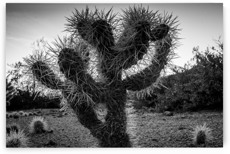 cholla cactus at dusk  horizontal 1955 Cholla 13k by Black And White