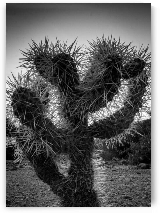 cholla cactus at dusk  vertical 1955 Cholla 13k.j by Black And White