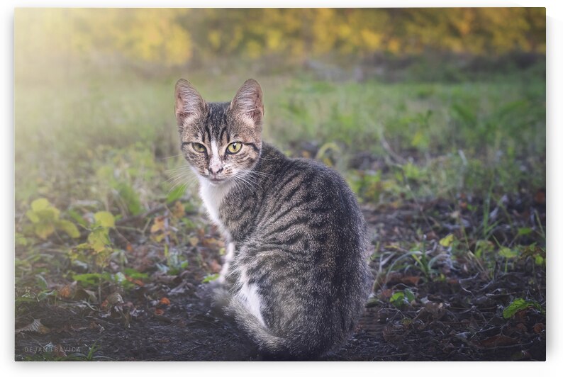 A little kitten is looking straight into your eye by Dejan Travica