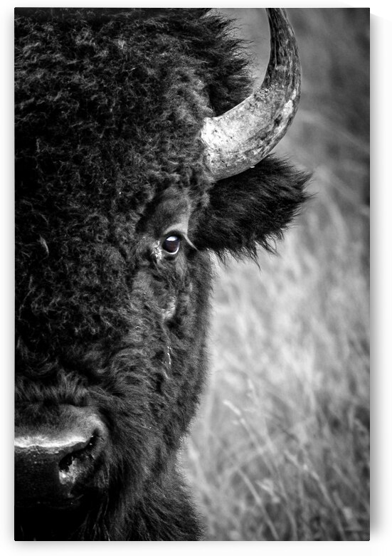 Soul Series Bison by Weekend Vibes Photography