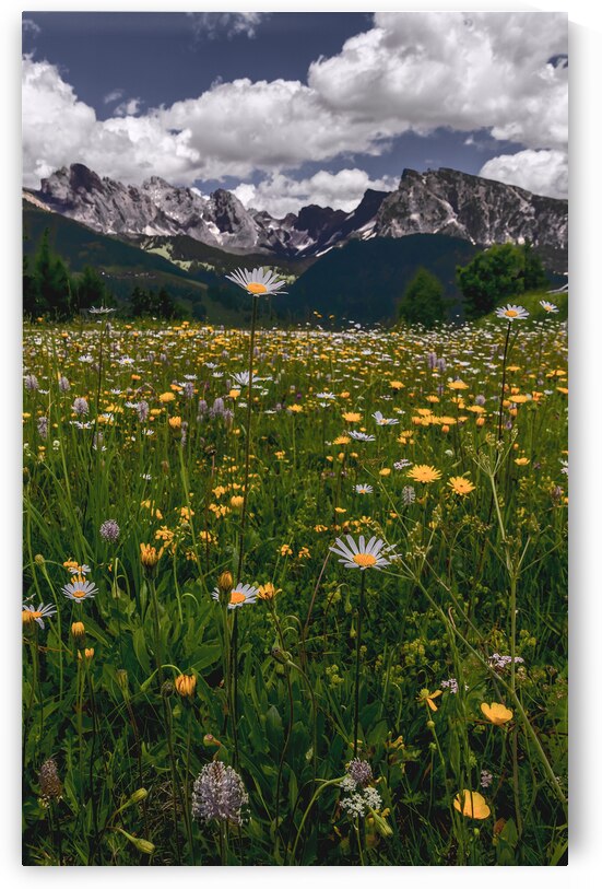 Summer in Full Bloom in the Dolomite Mountains by Norma Brandsberg Photography