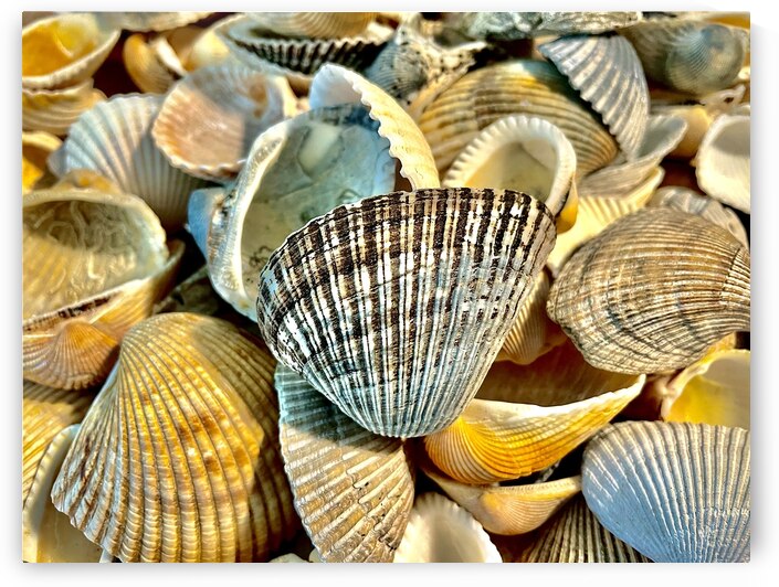 Dark Ark Seashell by Bill Swartwout Photography