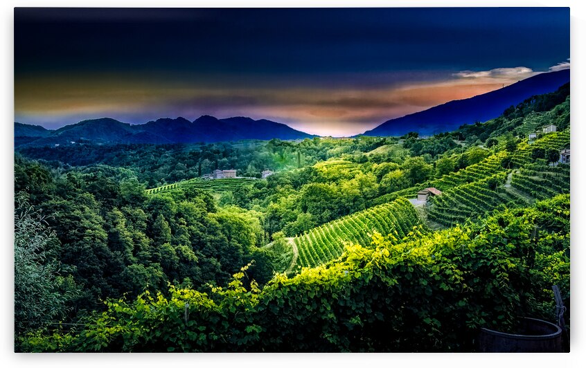 Italian Prosecco Winery Rows at Sunset by Norma Brandsberg Photography