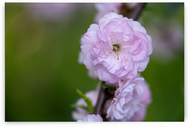 So Delicate by Suzanne Bonin