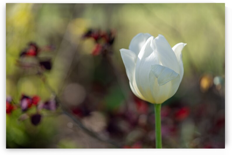 Snow White by Suzanne Bonin