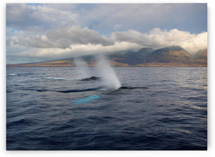 Hawaii, Maui, The Spout Of Two Humpback Whales. by PacificStock