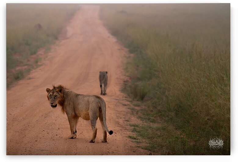 Stray Cat Strut by Nate Solo
