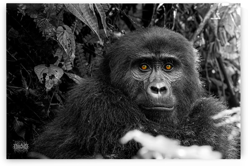 We Are Here Now by Nate Solo