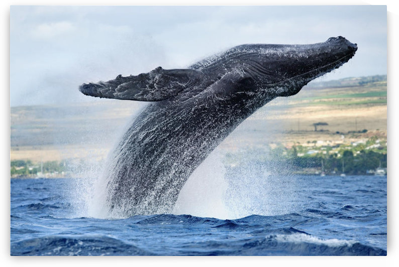 Hawaii, Maui, Humpback Whale Breaching With Island In The Background. by PacificStock
