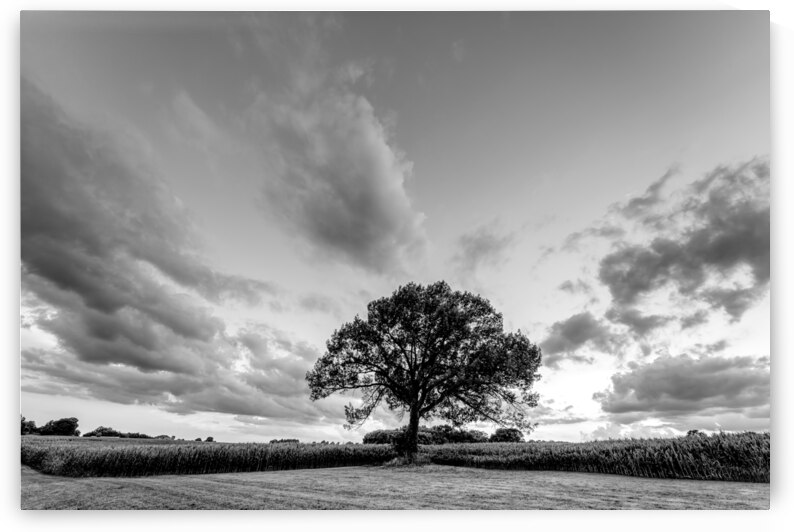 Oak Tree Sunset Skyscape Grayscale by Jennifer White
