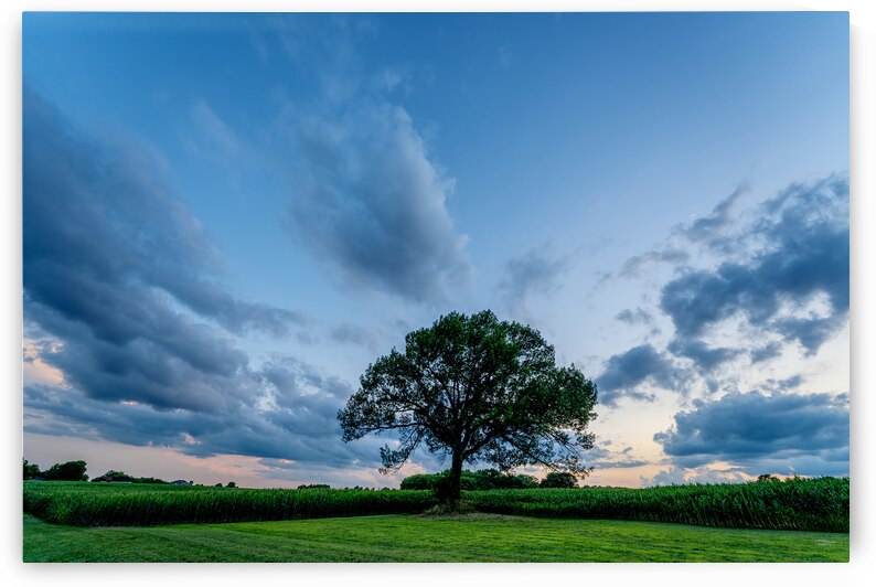 Oak Tree Sunset Skyscape by Jennifer White