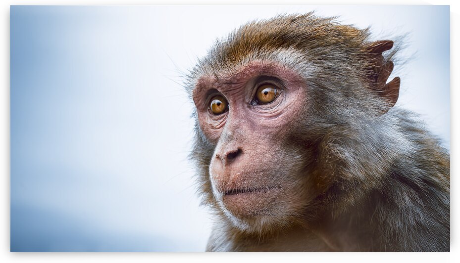 Macaque by vanOgtrop Photography