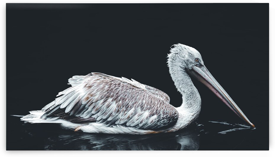 Dalmation Pelican by vanOgtrop Photography