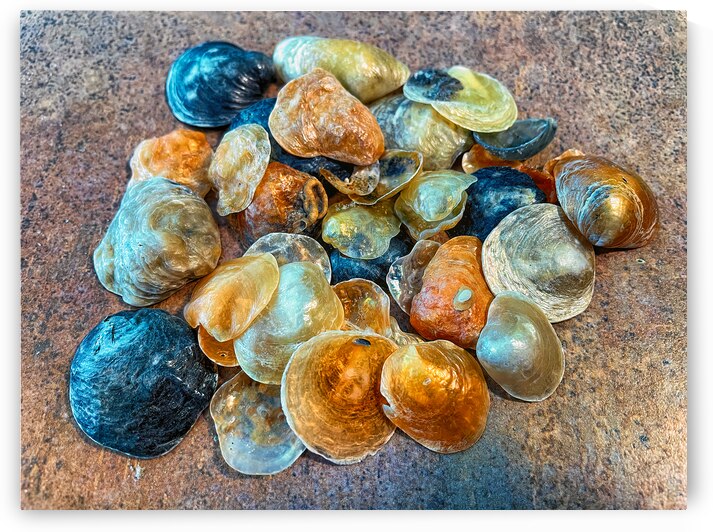 Jingles Seashells by Bill Swartwout Photography