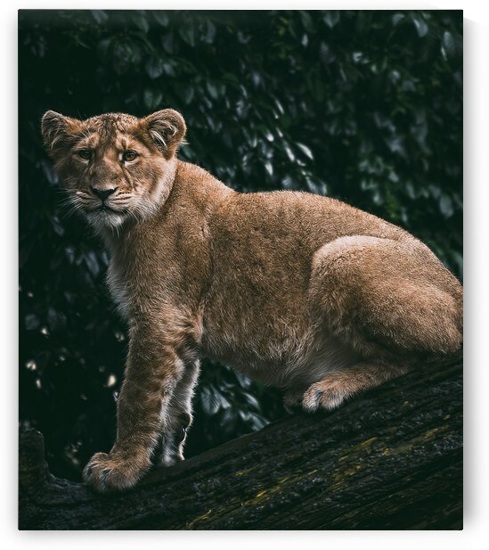 Lion Cub by vanOgtrop Photography